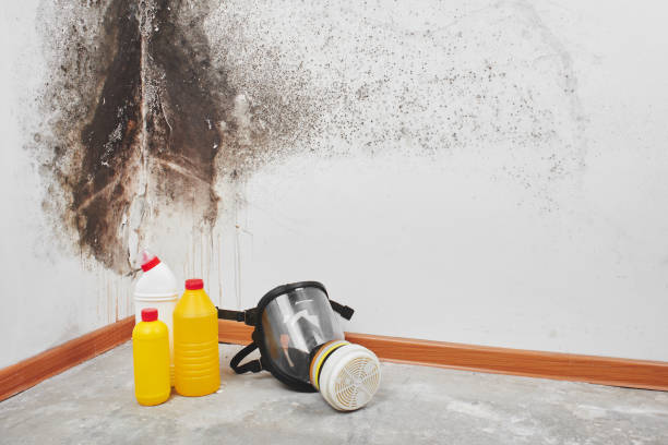  Minot Af, ND Mold Removal Pros