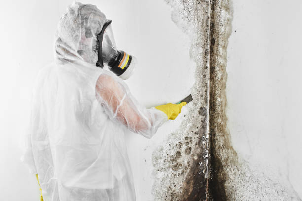 Best Mold Testing and Inspection Services in Minot Af, ND