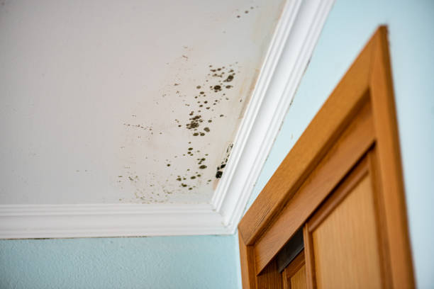 Best Kitchen Mold Remediation in Minot Af, ND