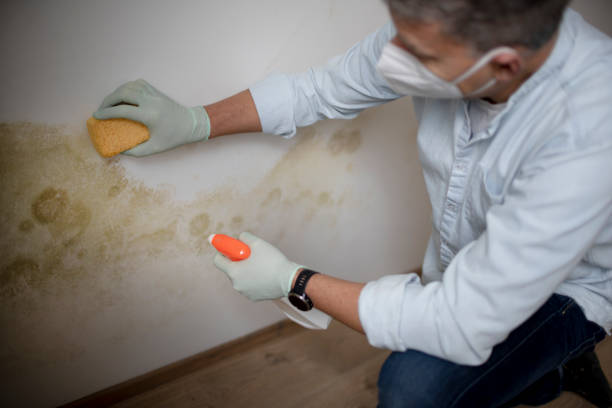 Best Mold Remediation for Schools in Minot Af, ND