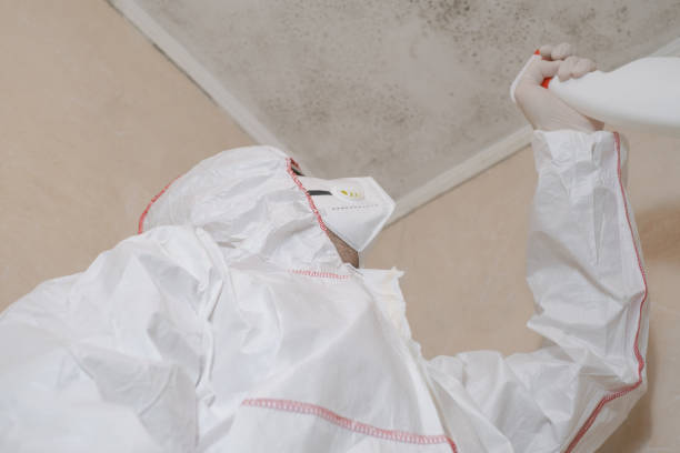Best Residential Mold Remediation in Minot Af, ND