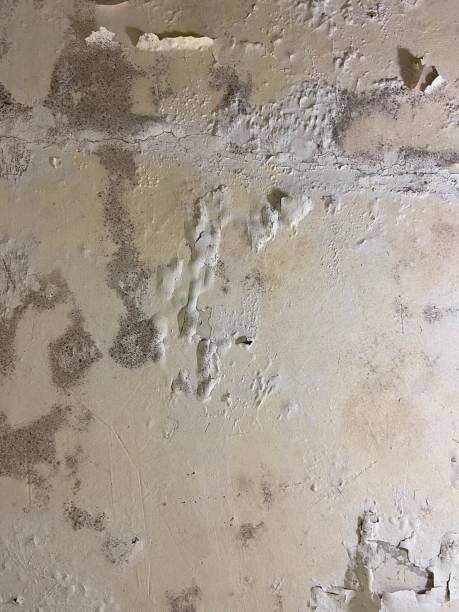 Best Residential Mold Remediation in Minot Af, ND
